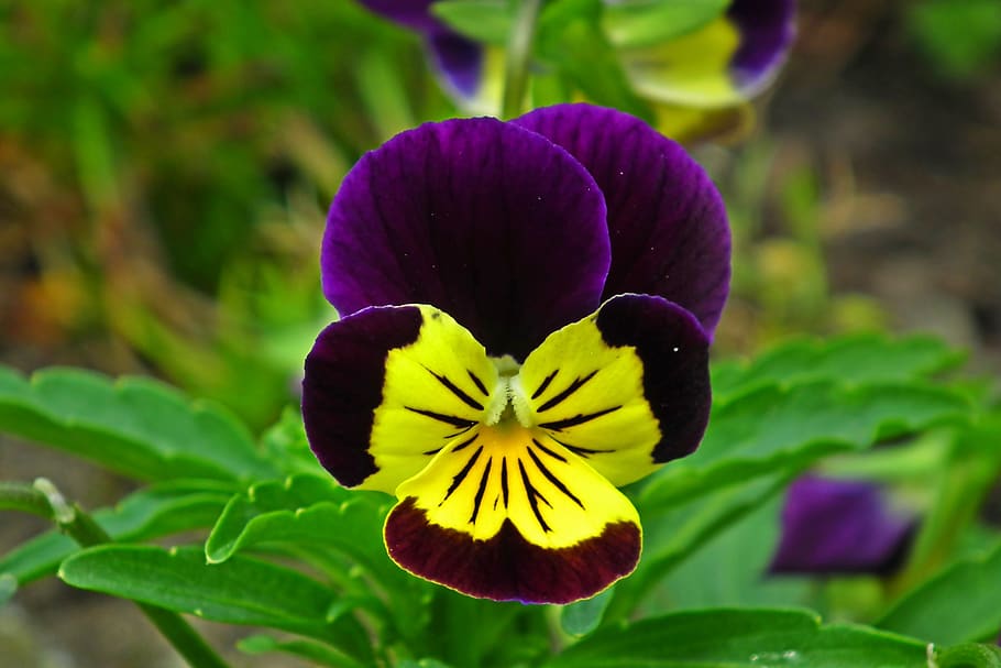 pansy, flower, colored, spring, garden, nature, the petals HD wallpaper