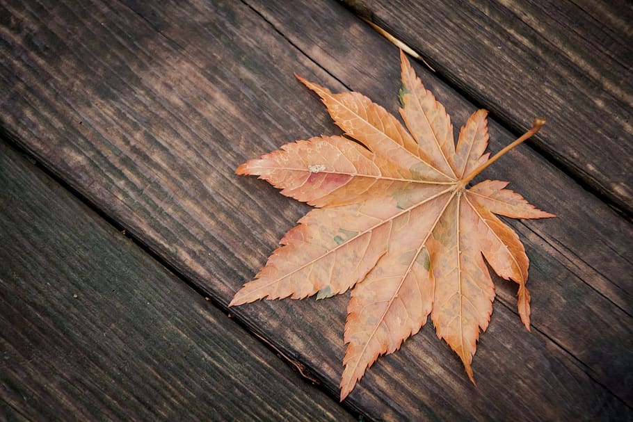 dried leaf, plant part, autumn, wood - material, change, maple leaf HD wallpaper