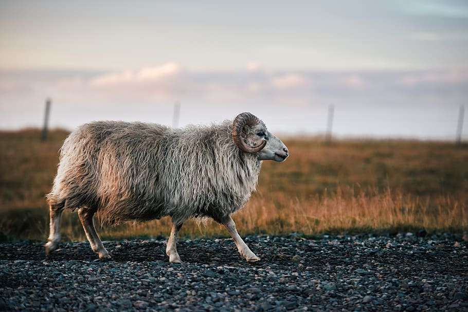 white sheep surrounded by grass, animal themes, mammal, one animal HD wallpaper