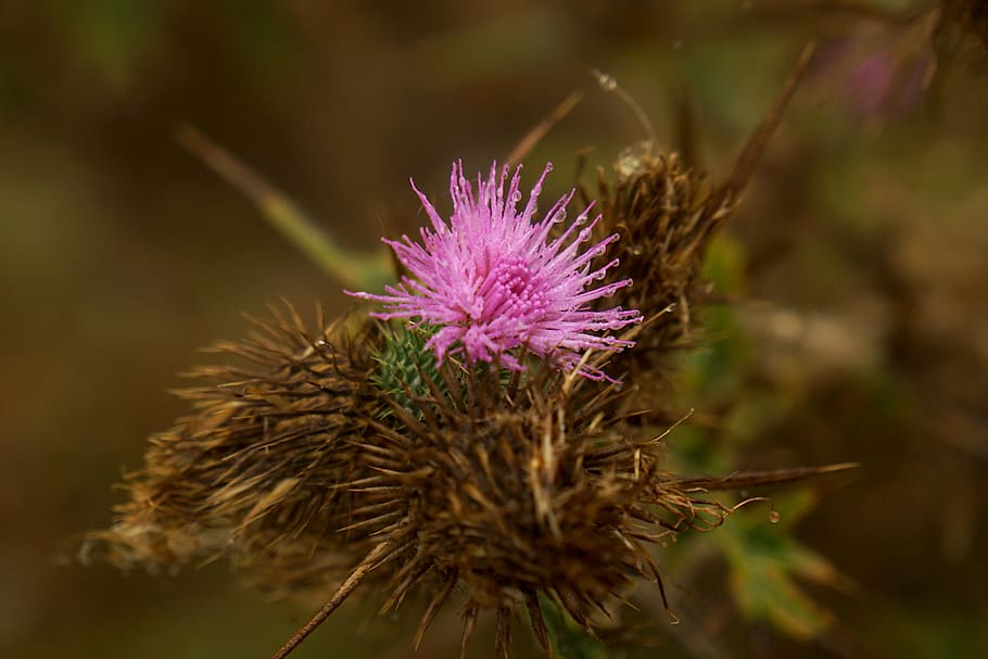 thistle, morgentau, autumn, drip, pink, prickly, droplets, spur HD wallpaper