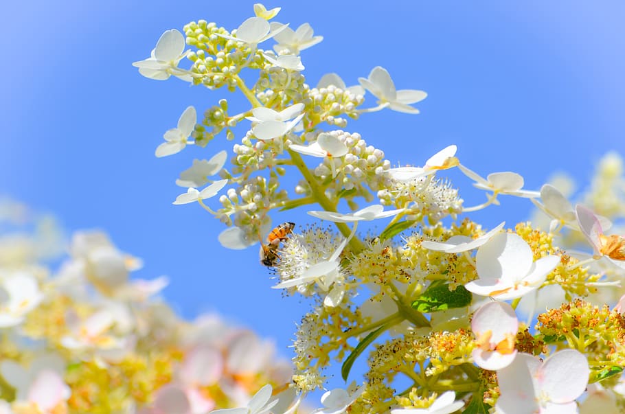 honey, bee, honey bee, insect, beekeeping, pollen, nectar, nature HD wallpaper
