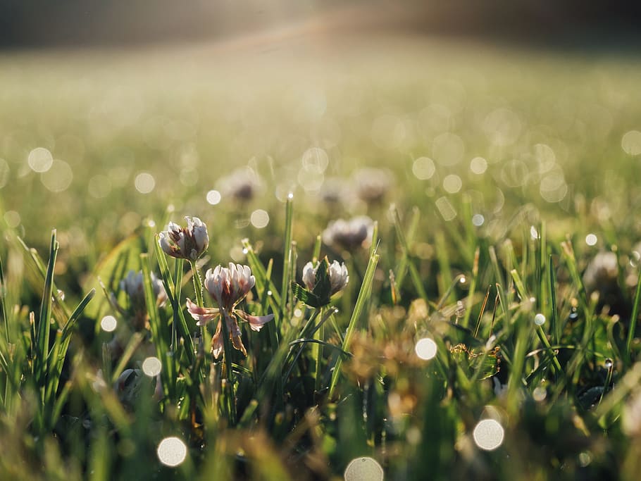 green, grass, flowers, nature, field, sunlight, plant, freshness HD wallpaper
