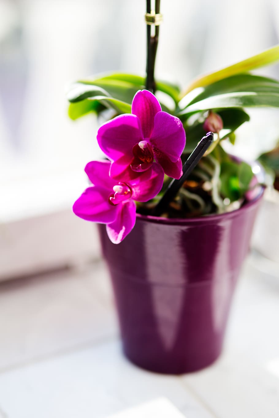 Pink orchid, flower, flowering plant, beauty in nature, close-up HD wallpaper
