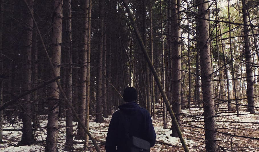 tree, forest, plant, land, woodland, real people, trunk, tree trunk HD wallpaper