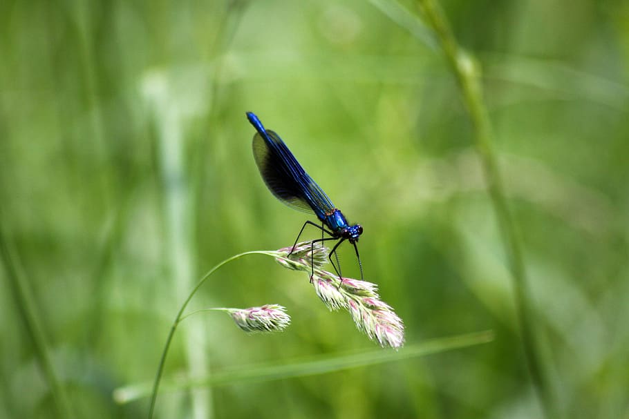 dragonfly, insect, insects, nature, wing, green, blue, wings, HD wallpaper