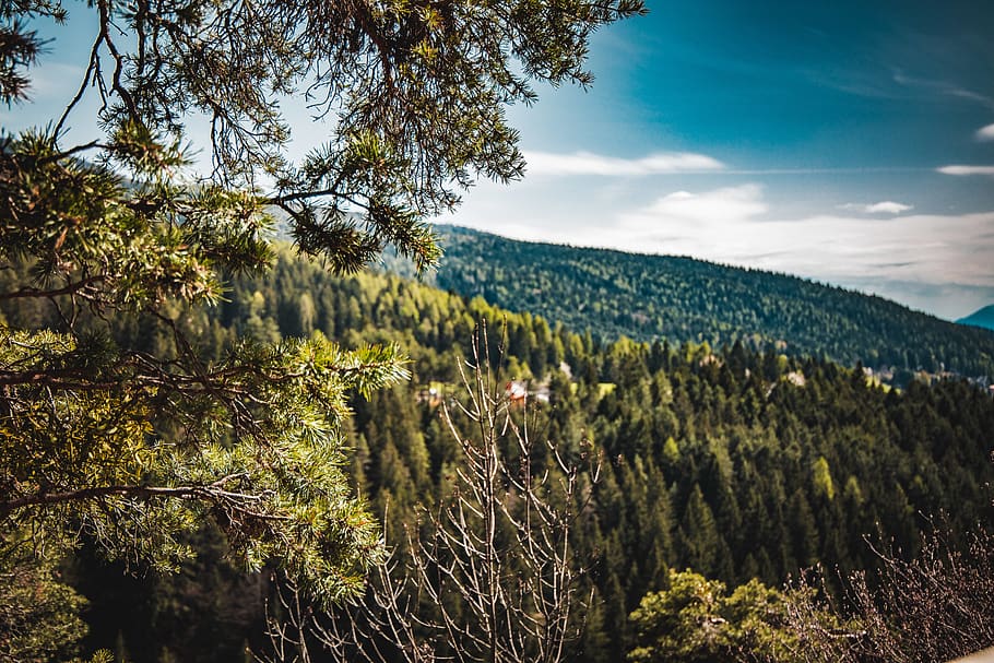green-leafed trees, plant, growth, beauty in nature, tranquility HD wallpaper