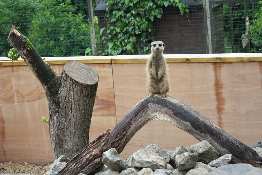 animals, zoo, meerkat, animal themes, one animal, animals in the wild HD wallpaper