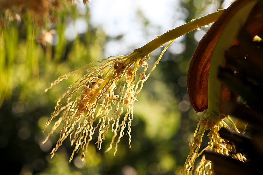 thailand, nakhon si thammarat, nature, plant, focus on foreground, HD wallpaper