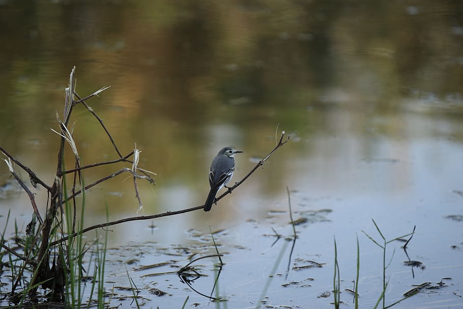 wagtail, bird, branch, pond, nature, wildlife, animals in the wild HD wallpaper