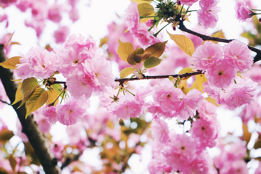 pink flowering tree, flowering plant, fragility, beauty in nature HD wallpaper