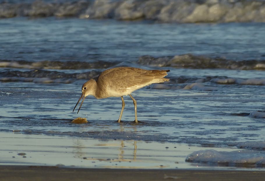 ocean, waves, bird, shore, crab, beach, nature, blue, beak HD wallpaper