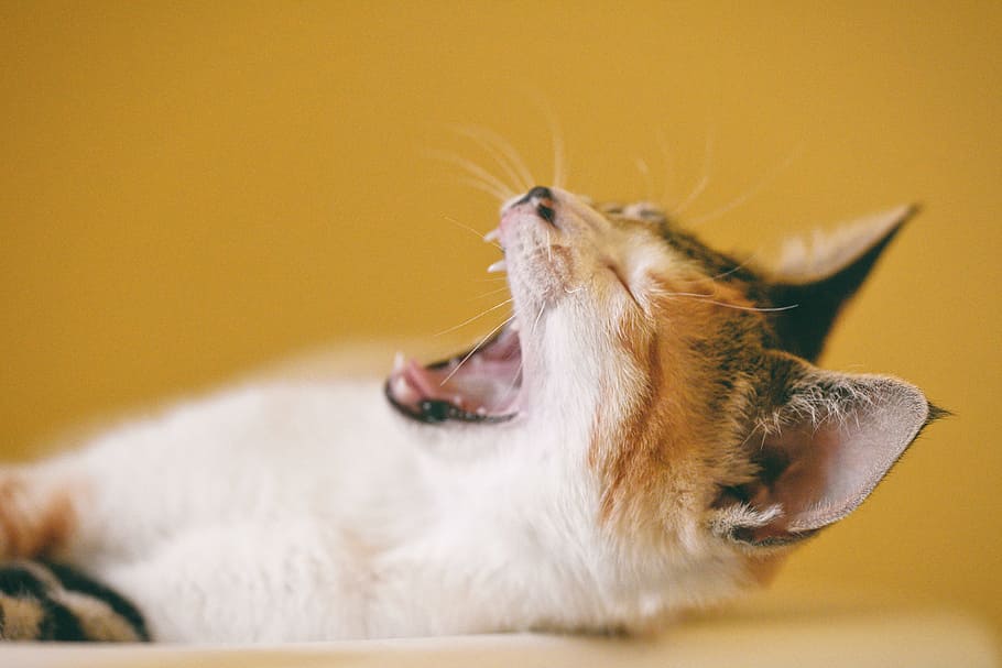 short-fur calico yawning cat on white surface, sleepy, scream HD wallpaper