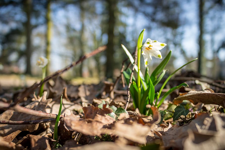 poland, turew, spring, sun, blooms, spring snowstorm, white HD wallpaper