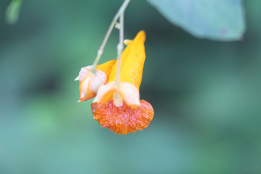 orange, flower, bloom, close-up, focus on foreground, growth HD wallpaper