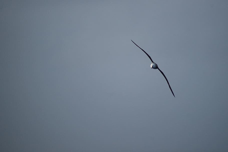 antarctica, bird, sky, fly, albatross, dom, wildlife, one animal HD wallpaper