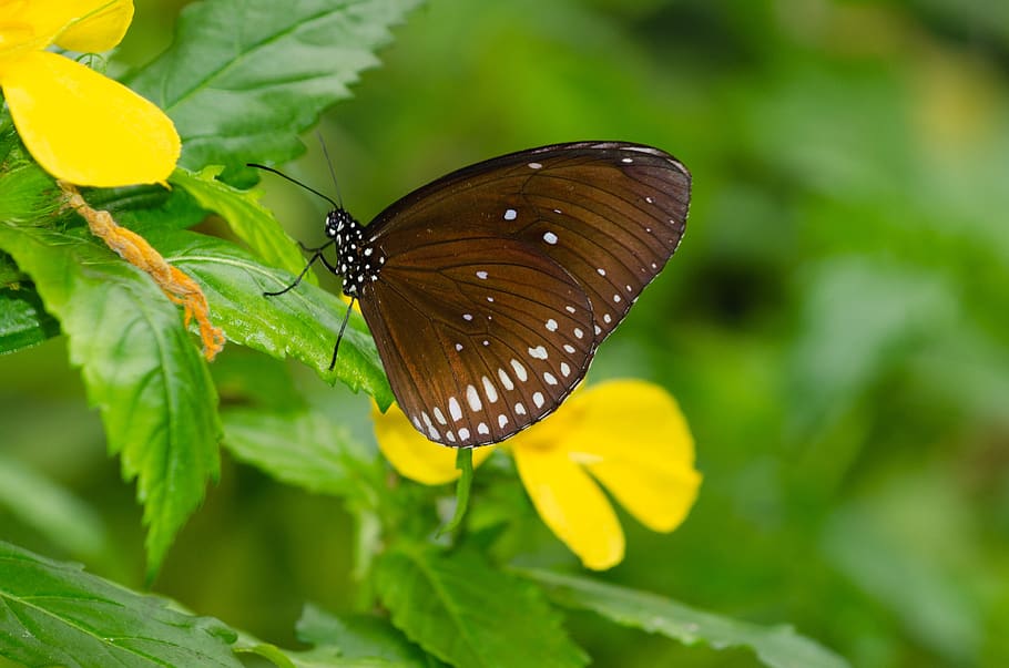 butterfly, flower, bug, animal, nature, butterflies, animal wildlife HD wallpaper