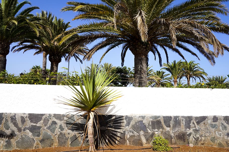 palmtrees, palms, bluesky, summer, spain, plant, palm tree HD wallpaper
