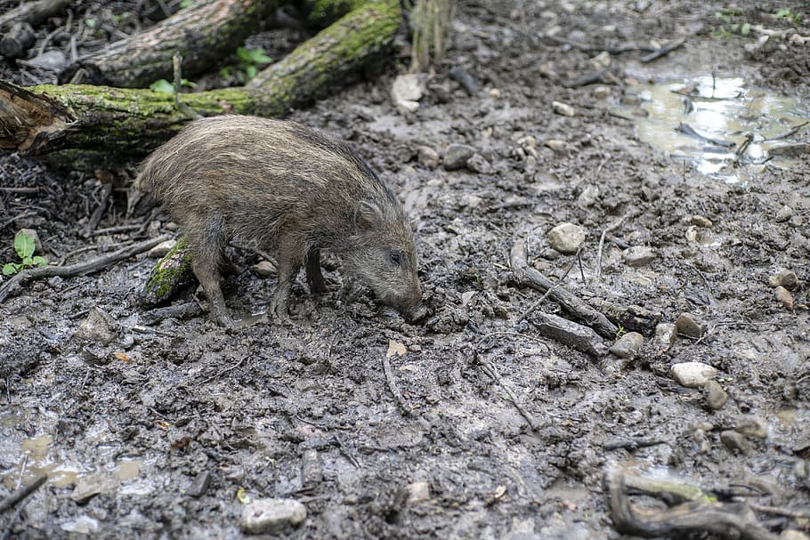 boar, launchy, forest, mammal, nature, animal world, pig, sow HD wallpaper
