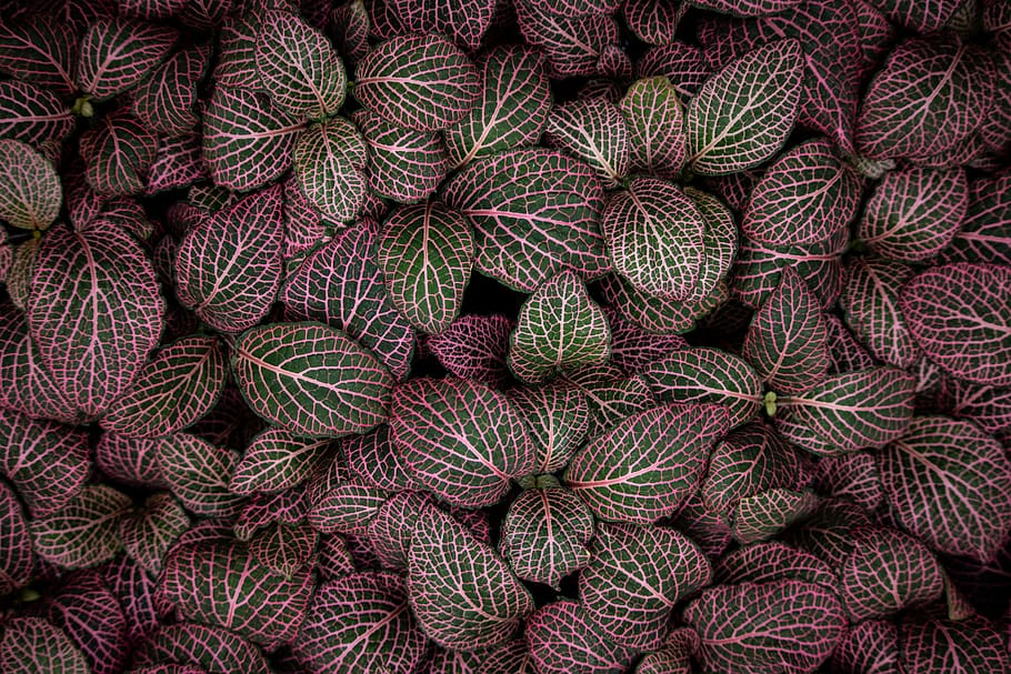 plant, pattern, purple, texture, home decor, leaf, wool, flat HD wallpaper