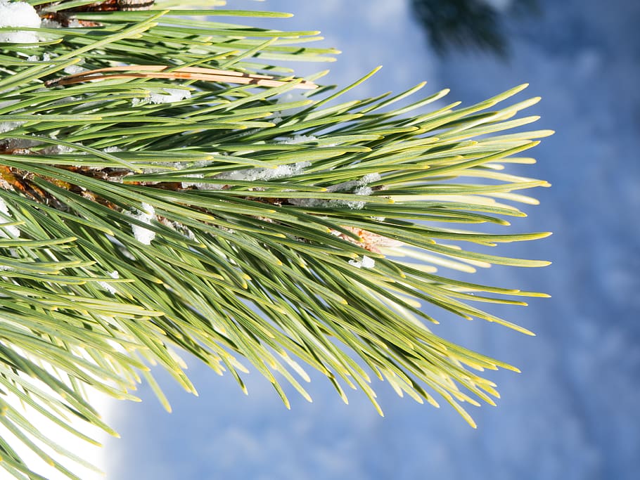 snow, pine, pine needle, winter, plant, pine tree, coniferous tree HD wallpaper