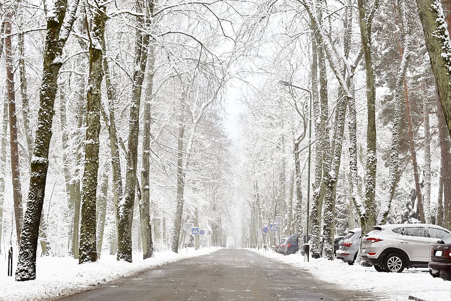 winter, snowy, wintry, wintry way hoarfrost, winter landscape HD wallpaper