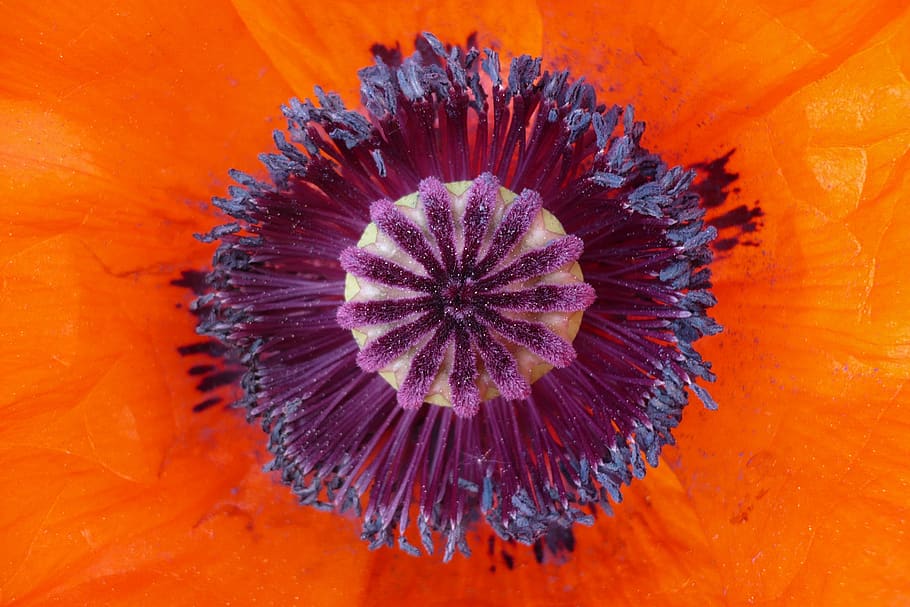 poppy, flower, orange, macro, klatschmohn, close up, mohngewaechs HD wallpaper