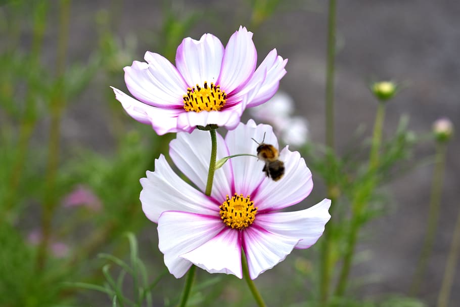 blossom, bloom, bee, summer, garden, close up, nature, flower HD wallpaper