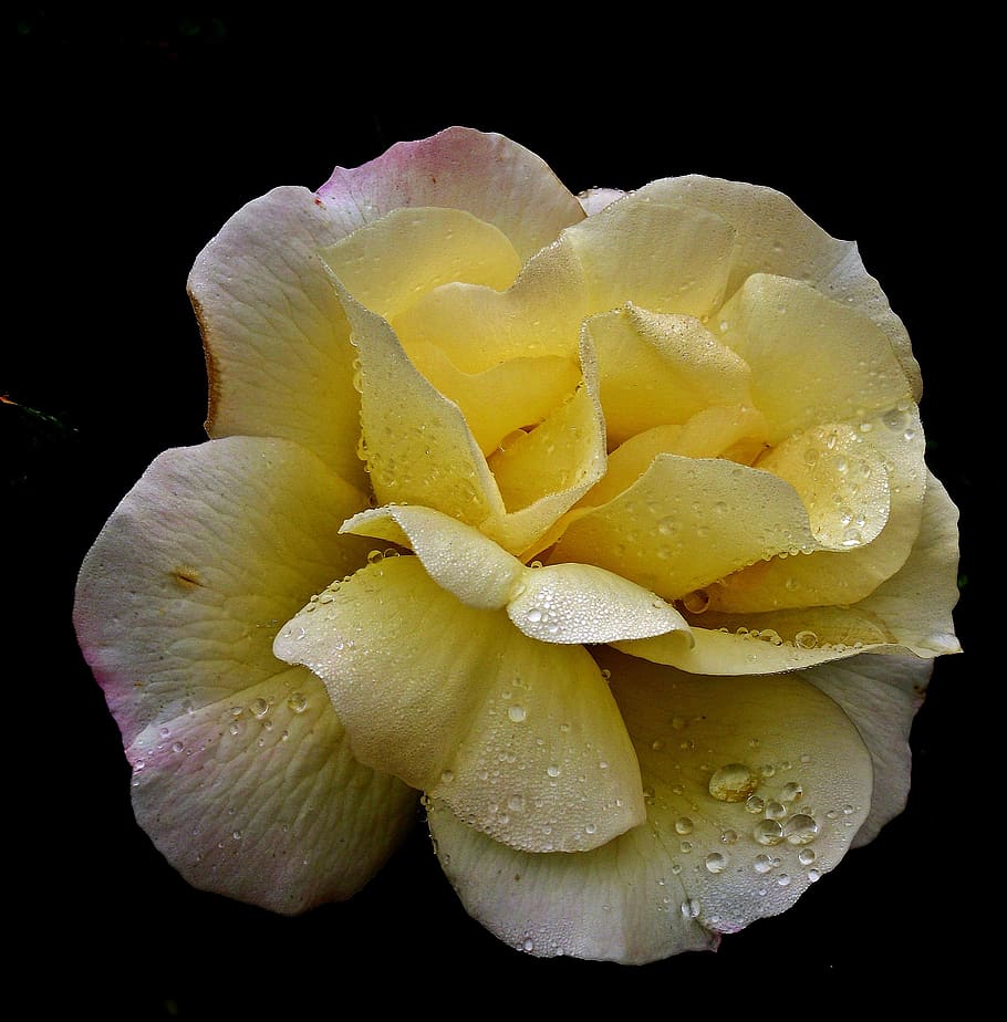 rose, tea, flower, summer, garden, nature, closeup, beauty HD wallpaper