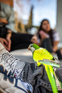 green bird perched on pants, person, human, animal, parrot, parakeet HD wallpaper