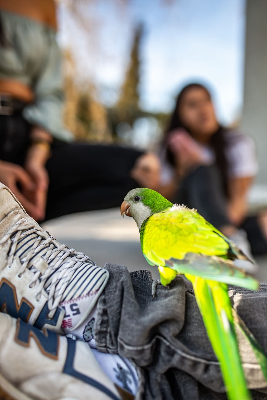 green bird perched on pants, person, human, animal, parrot, parakeet HD wallpaper