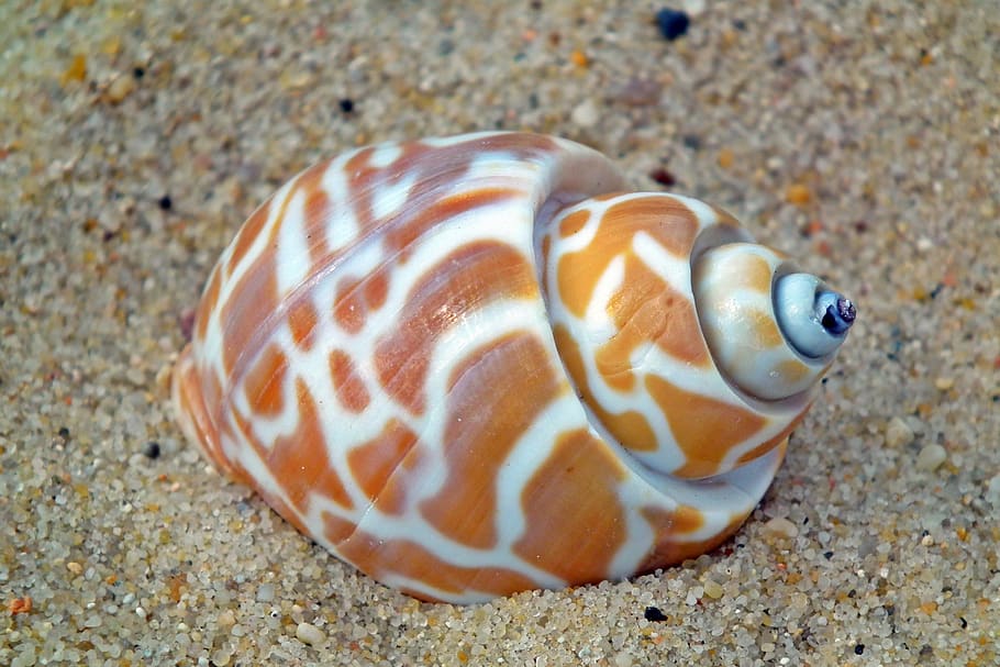 seashell, ocean, nature, sand, beach, summer, holiday, the coast, HD wallpaper