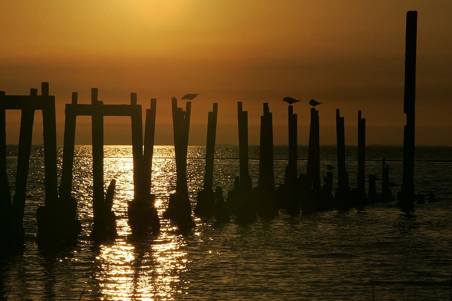 rest, resting, bird, animal, nature, sea, ocean, sunset, sky HD wallpaper