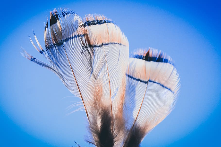bird, partridge, feathers, bird feathers, moroccan bird, close-up HD wallpaper