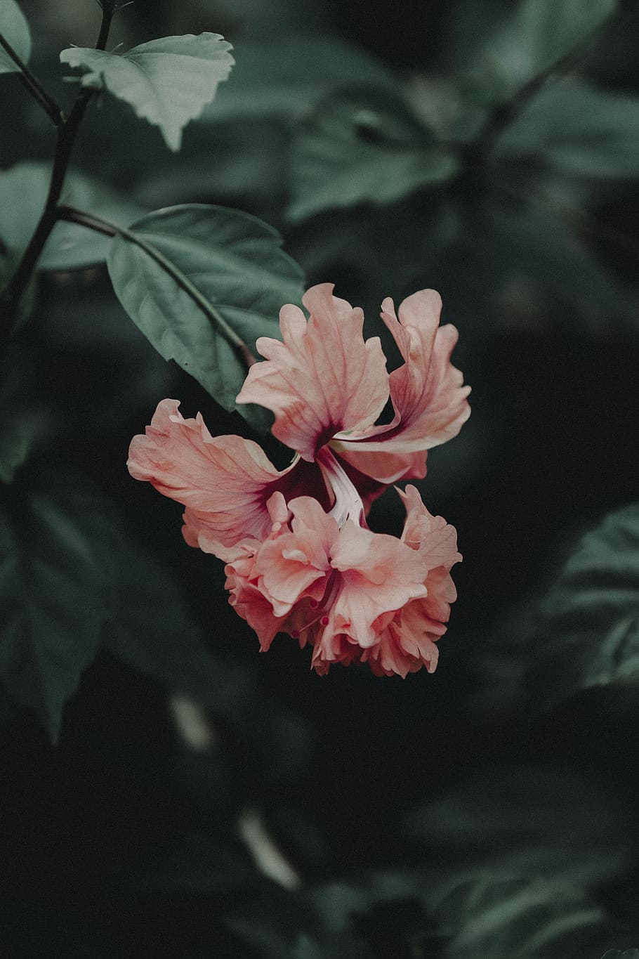 Shallow Focus Photography Of Pink Flower, bloom, blossom, flora HD wallpaper