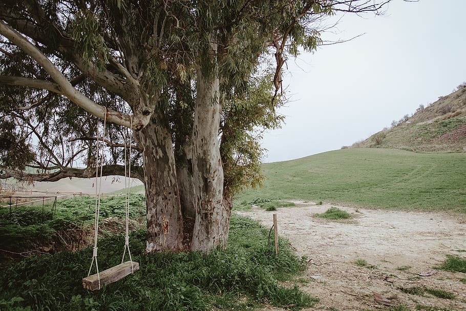 Empty Swing, daylight, tree, plant, land, nature, no people, scenics - nature HD wallpaper