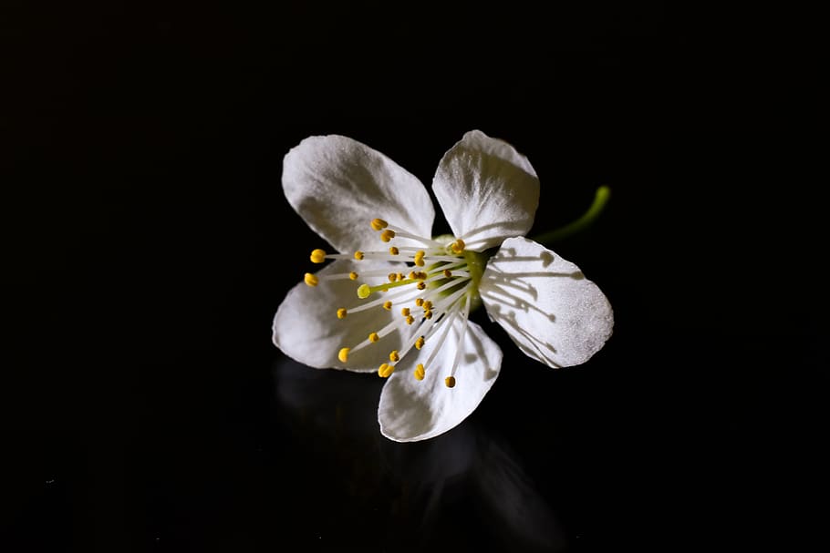 tree, bloom, branch, nature, spring, plant, studio shot, flower HD wallpaper