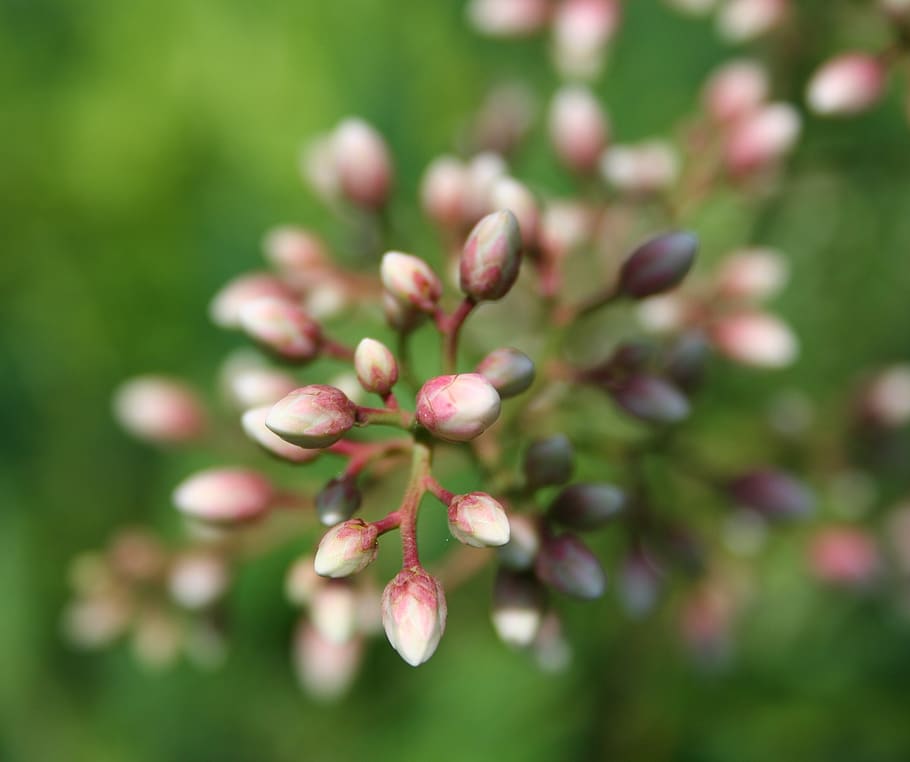 Selective Focus Photography of Red and White Plant, blur, buds HD wallpaper