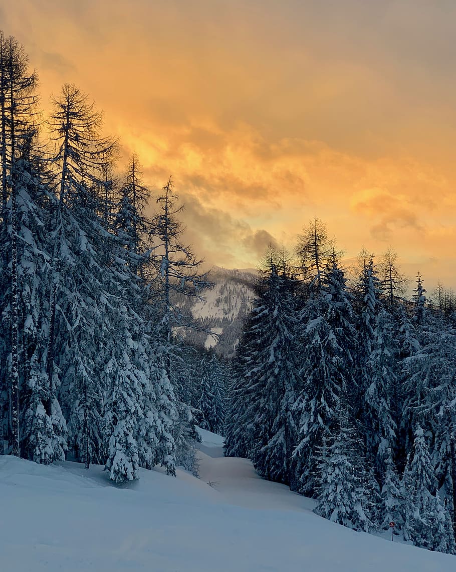 trees and mountains, snow, winter, cold temperature, tranquil scene HD wallpaper