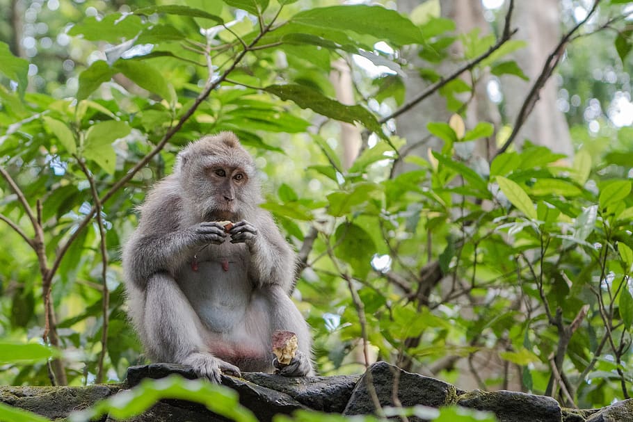balinese long tailed macaque, monkey, primate, mammal, wildlife, HD wallpaper