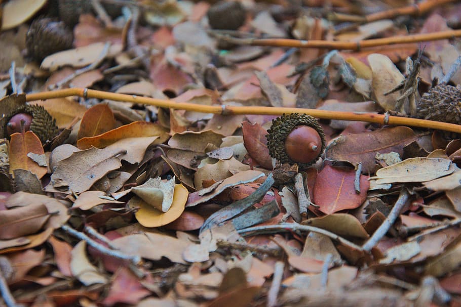 oak, forest, mediterranean, tree, autumn, dry, no people, close-up HD wallpaper
