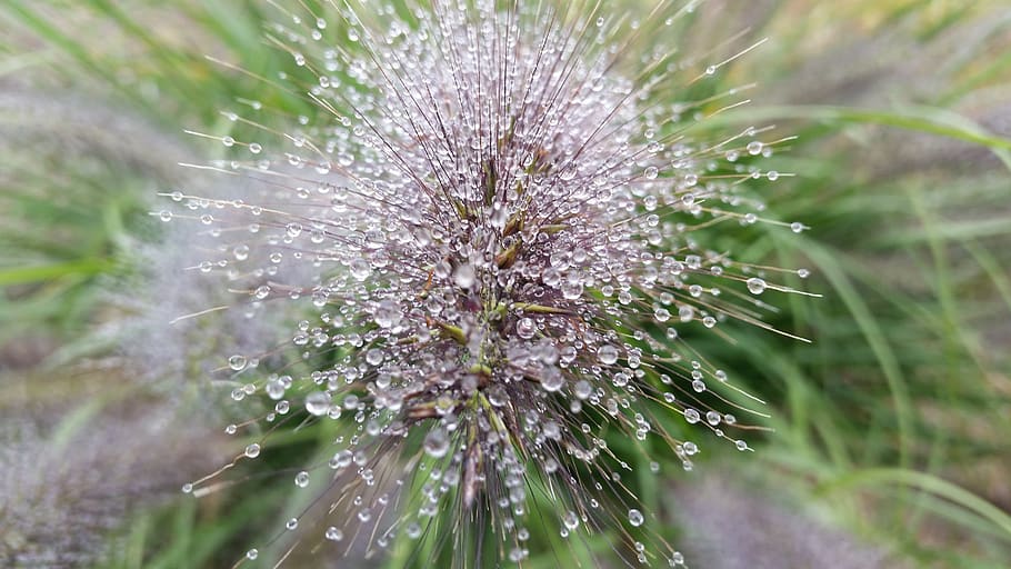 macro, water, drops, liquid, drip, wet, clear, nature, splash HD wallpaper