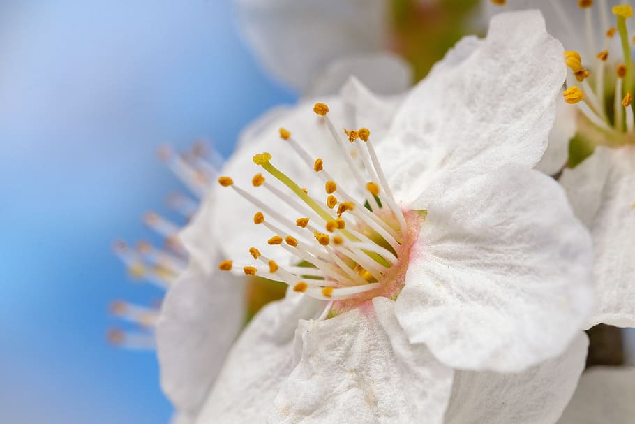 cherry blossom, bloom, spring, ornamental cherry, cherry tree HD wallpaper