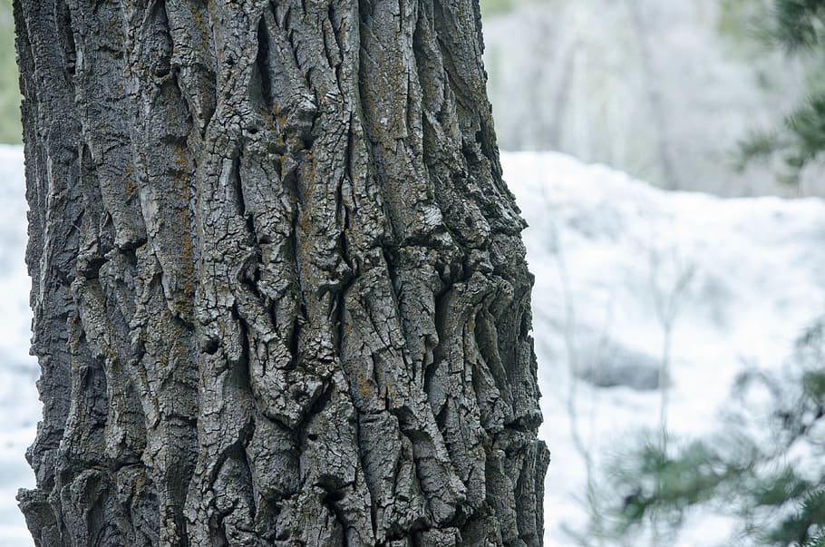 tree, winter, trunk, tree trunk, plant, focus on foreground HD wallpaper