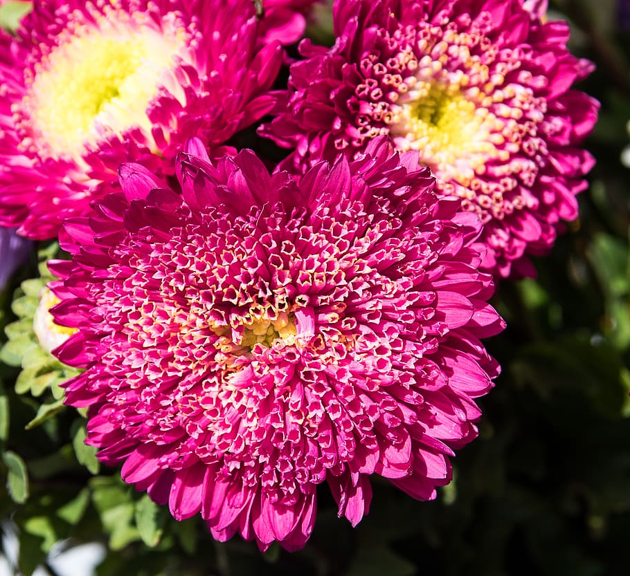 aster, asters, flowers, plant, nature, ornamental plant, late summer HD wallpaper