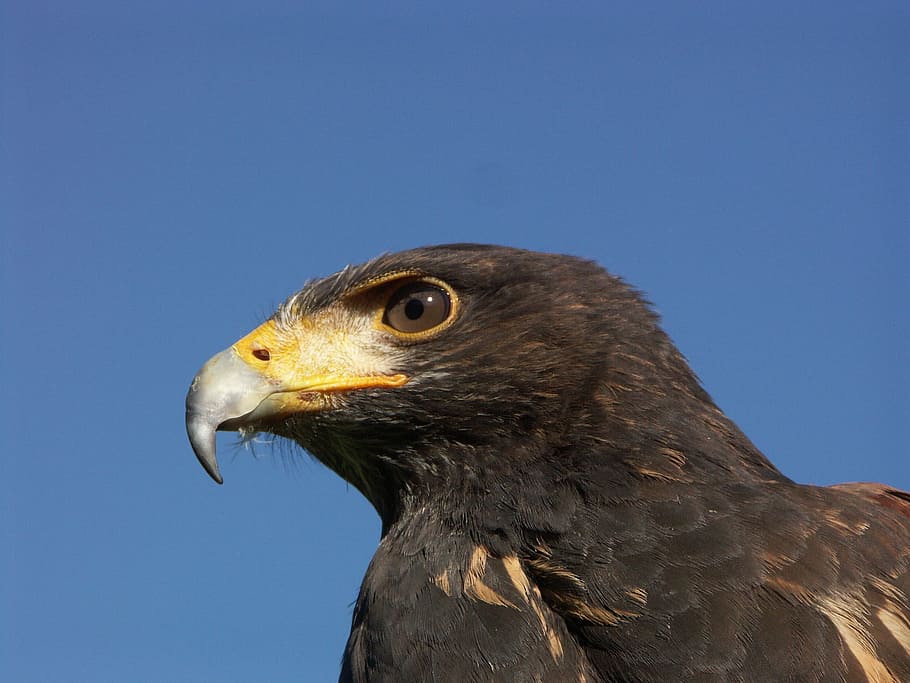 bird, wildlife, beak, eagle, hawk, fauna, bird of prey, bald eagle HD wallpaper