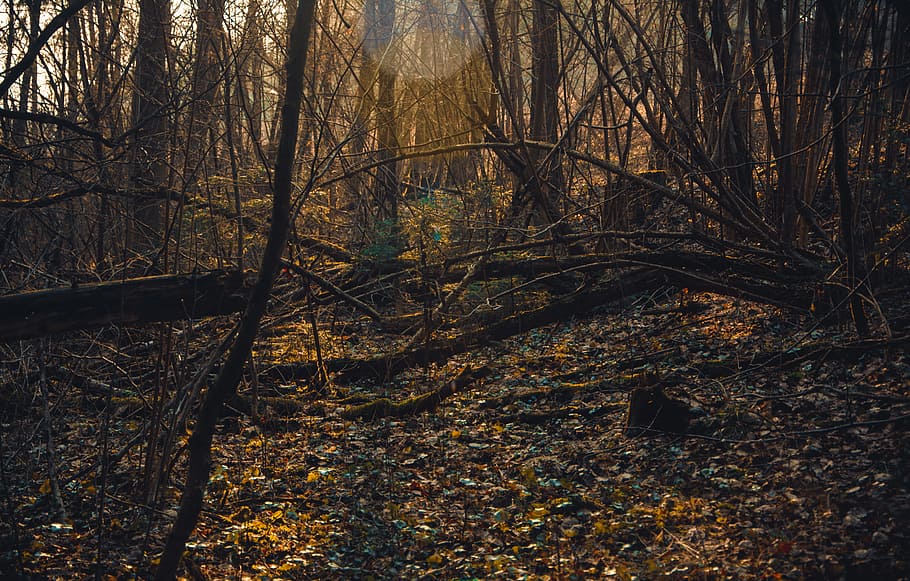 Photo of Brown Withered Trees, autumn, branches, darkness, dawn HD wallpaper
