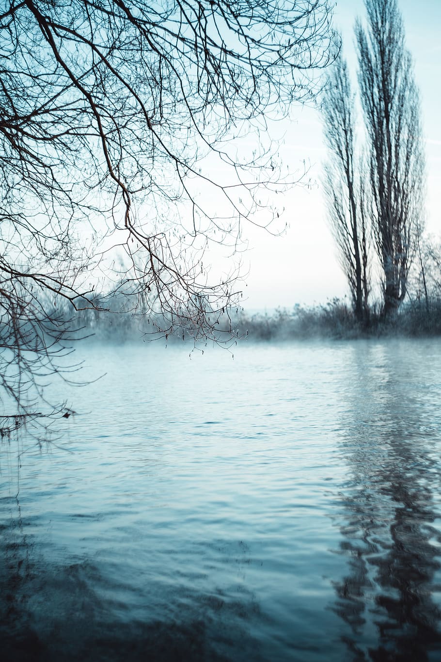 water, tranquility, tree, beauty in nature, tranquil scene HD wallpaper