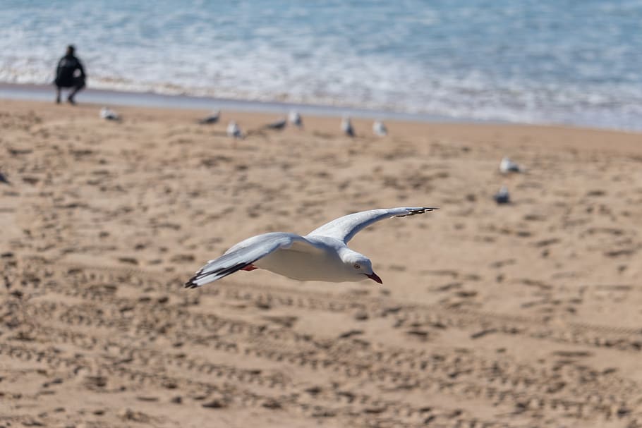 seagull, flight, bird, fly, nature, animal, dom, wing, soaring HD wallpaper