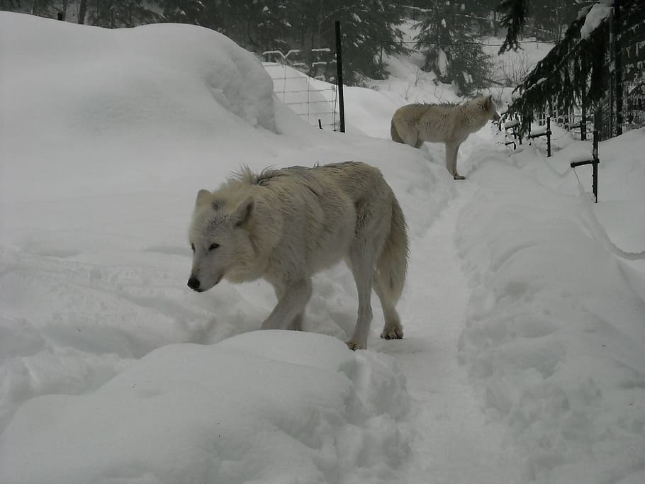 white wolf, snow, cold temperature, winter, animal themes, mammal HD wallpaper