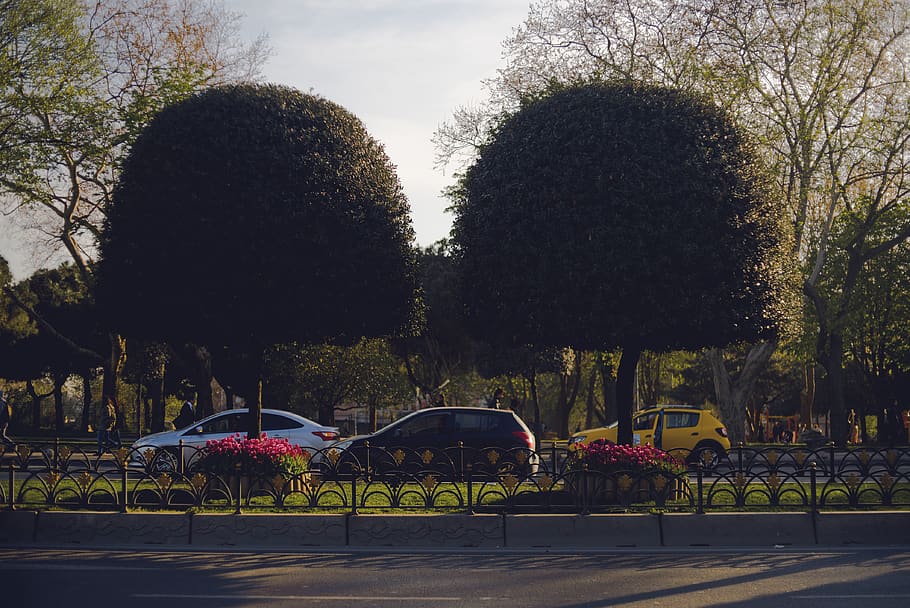 turkey, i̇stanbul, fatih, spring, live, trees, couple, cars HD wallpaper